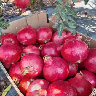 Granadas Ecológicas para ZUMO (10 Kg)